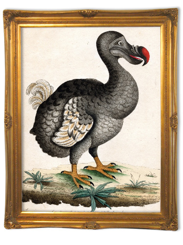 Dodo bird in a frame